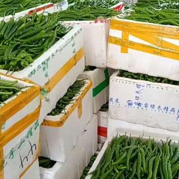 鲜辣椒按客户要求发货