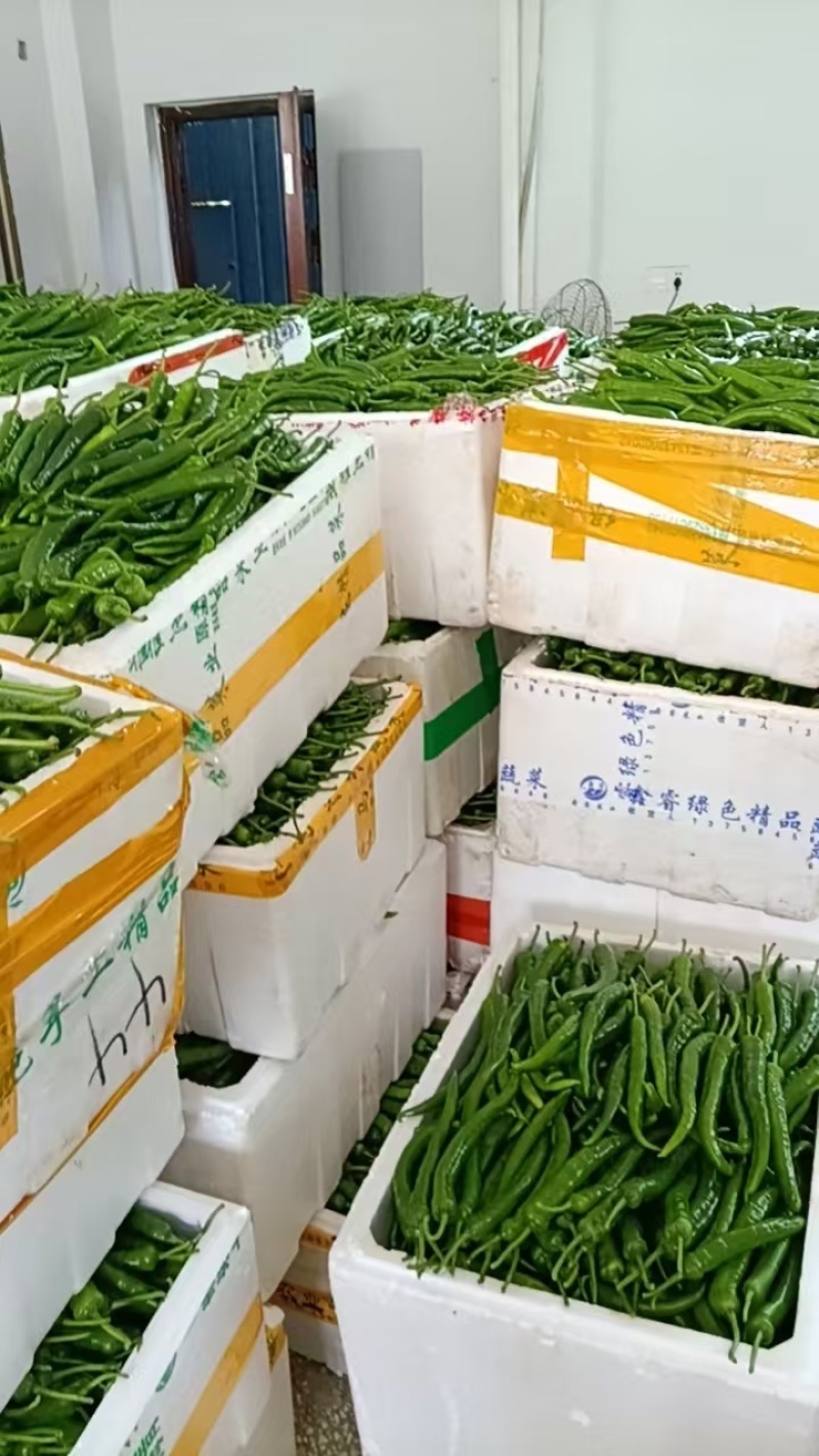 鲜辣椒按客户要求发货