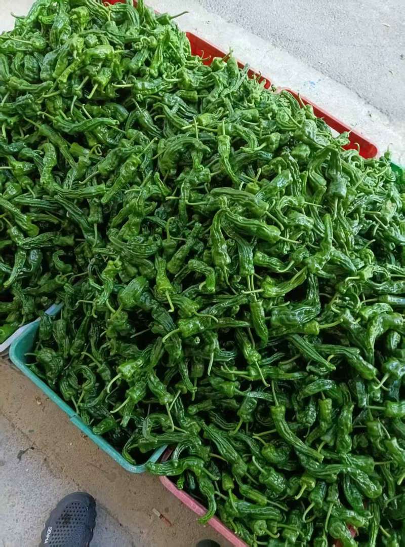 鲜辣椒按客户要求发货