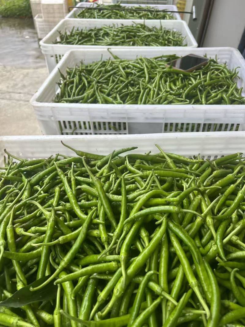 鲜辣椒按客户要求发货