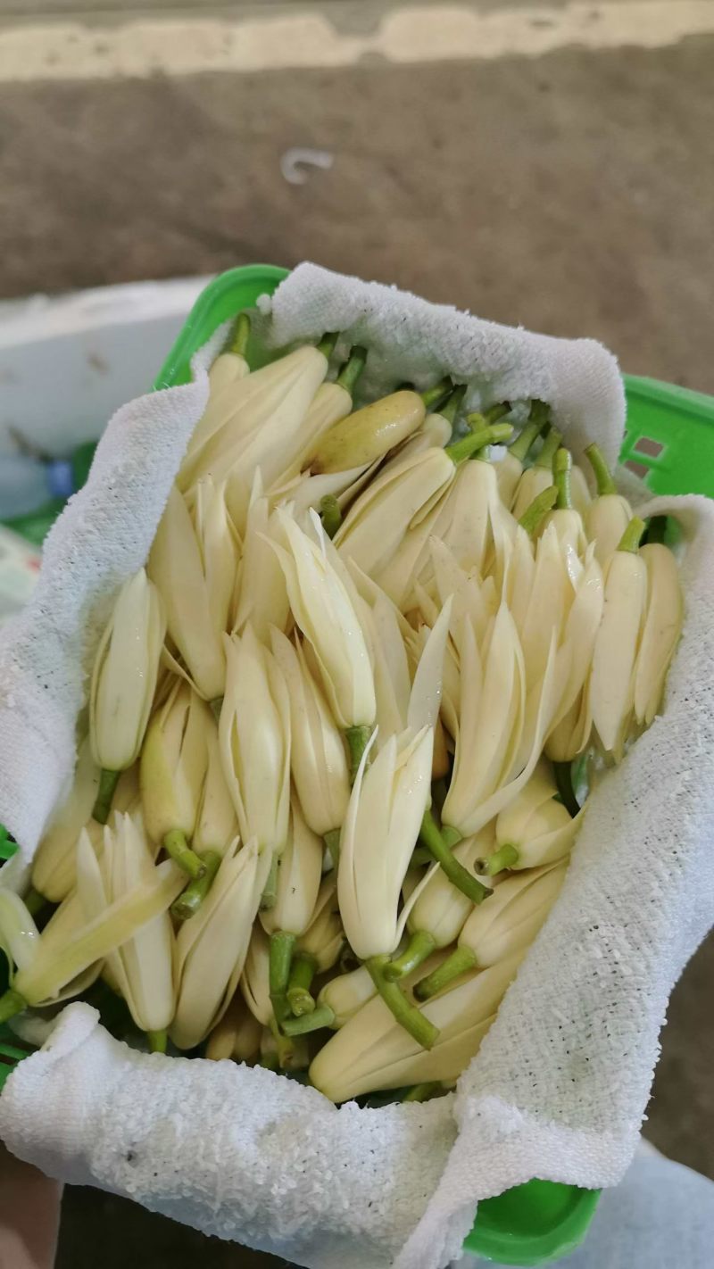 黄桷兰一筐100朵