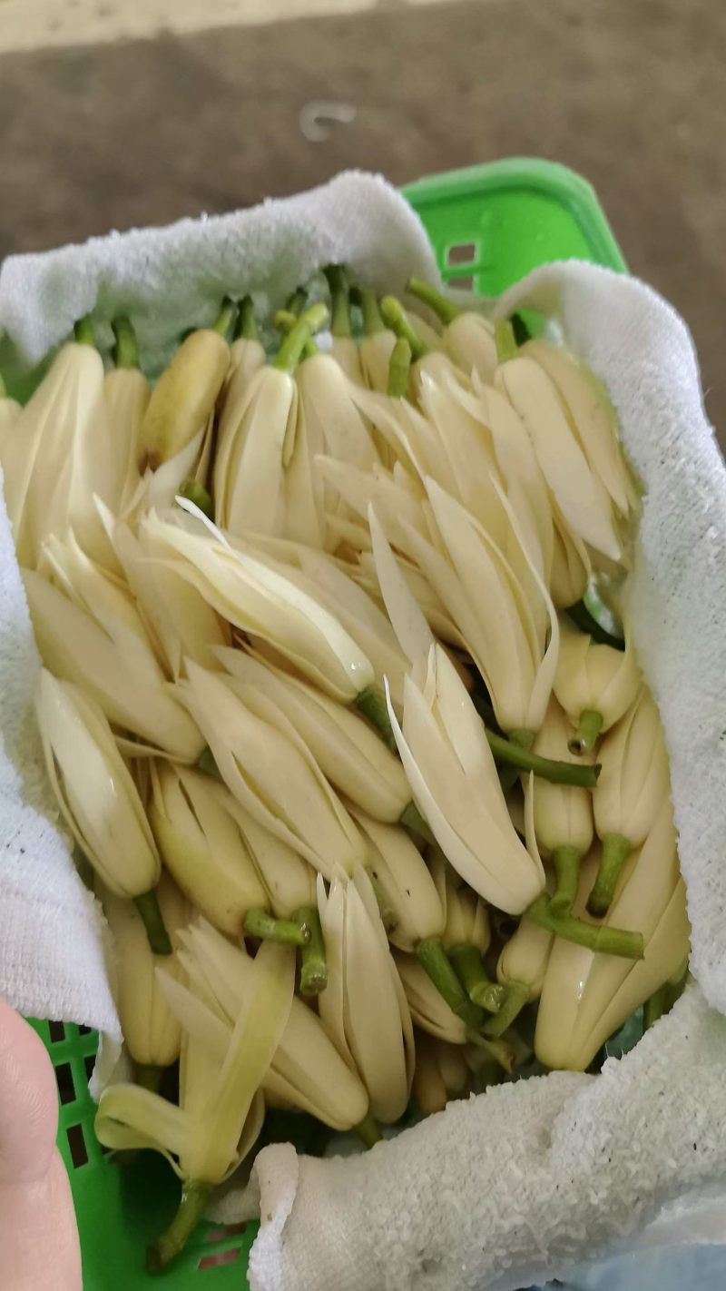 黄桷兰一筐100朵