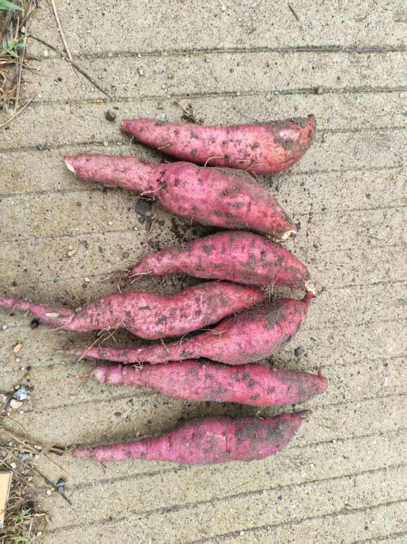 香薯1-6两