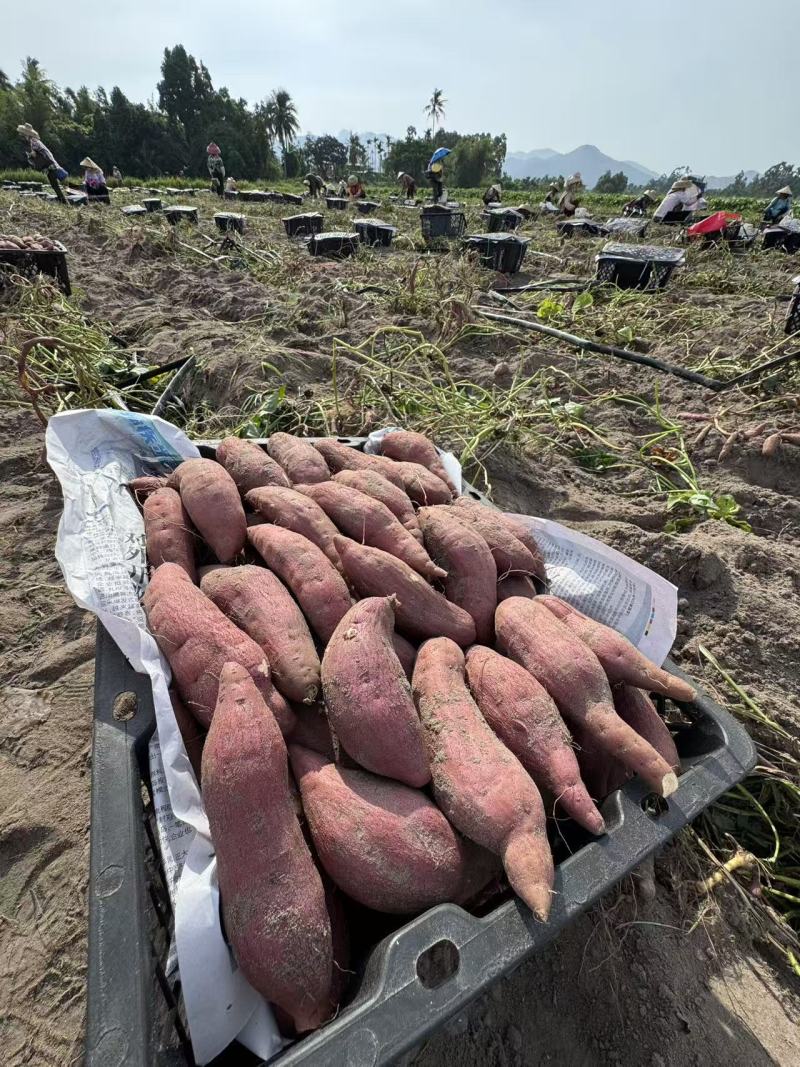 香薯1-6两
