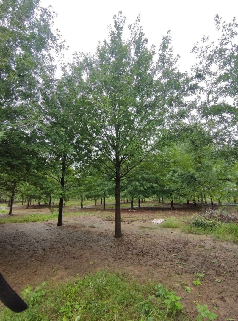 橡树12-35公分，米径