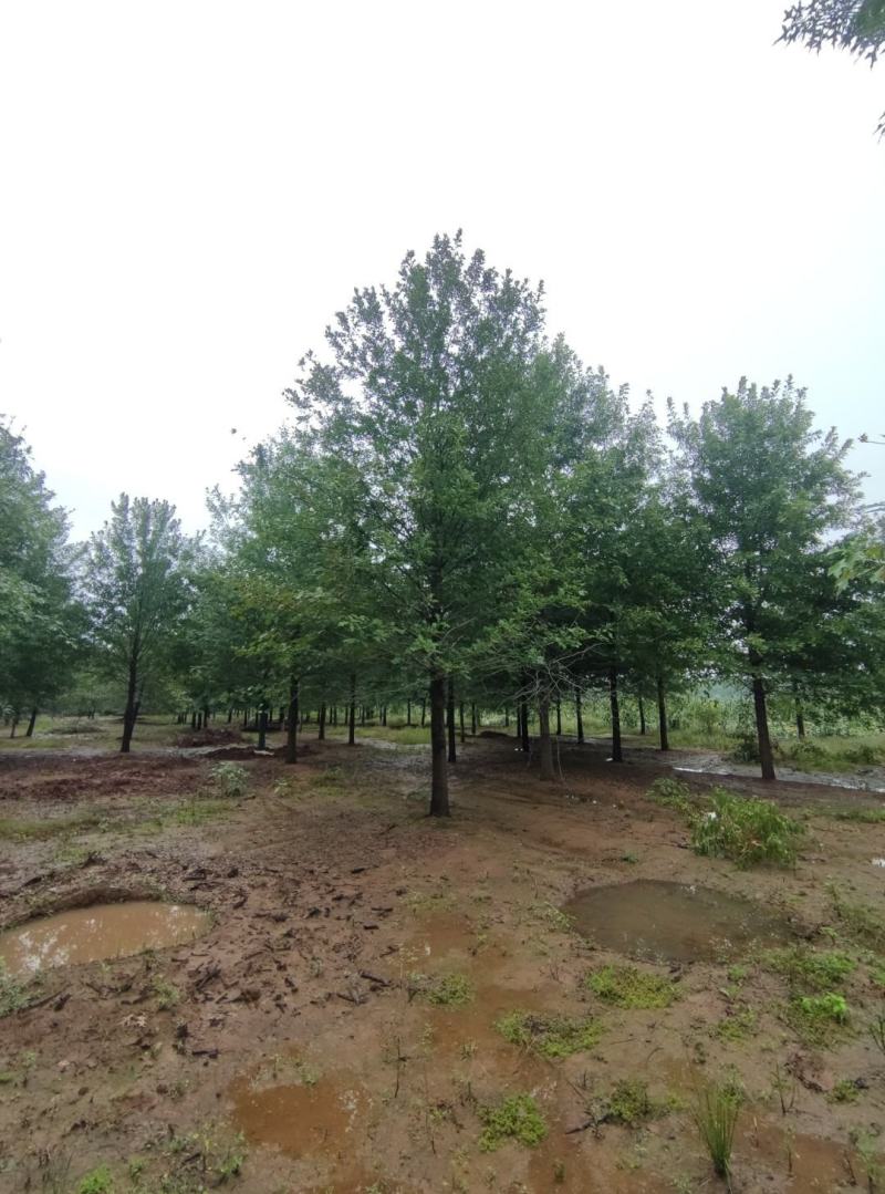 橡树12-35公分，米径