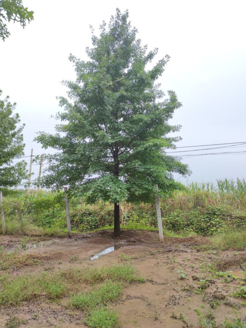 橡树12-35公分，米径