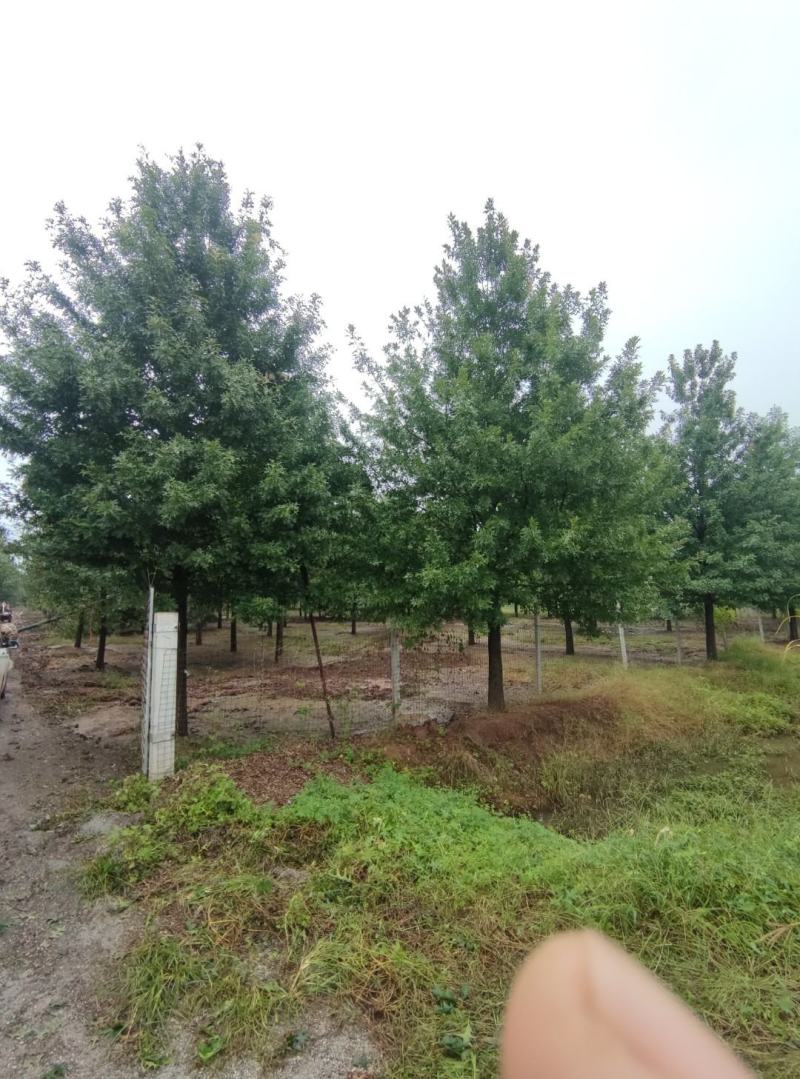 橡树12-35公分，米径
