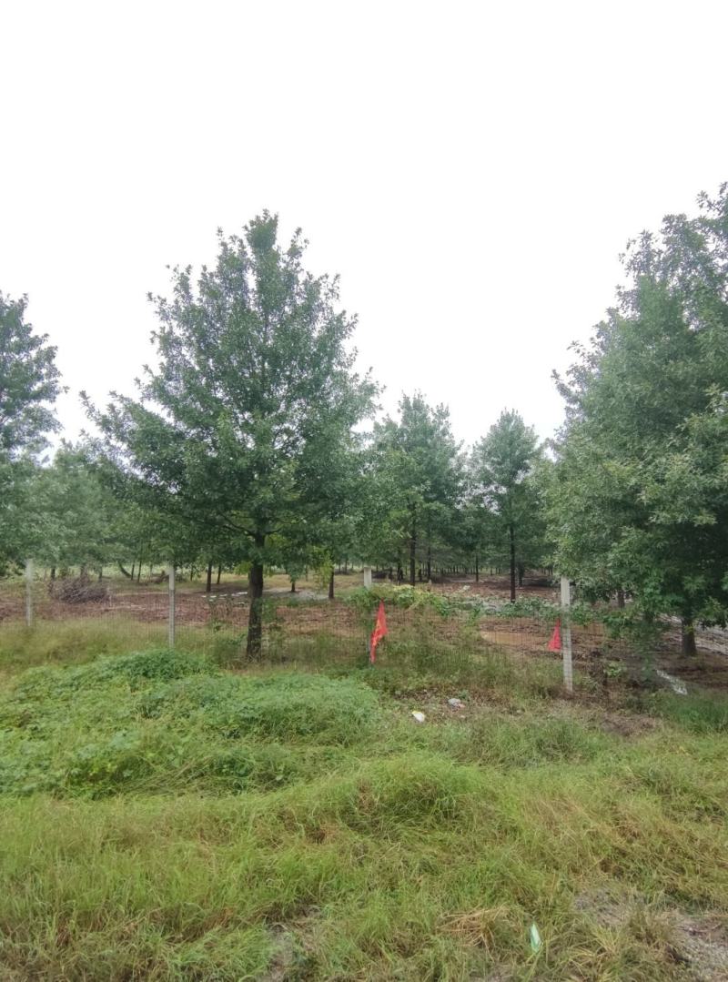 橡树12-35公分，米径