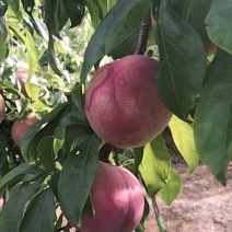 李子大小混卖，不分规格