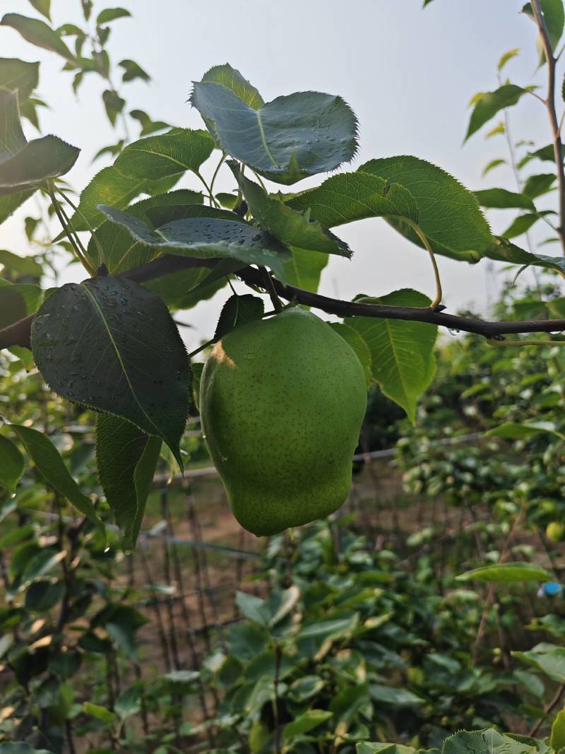 酥梨4两以上通货