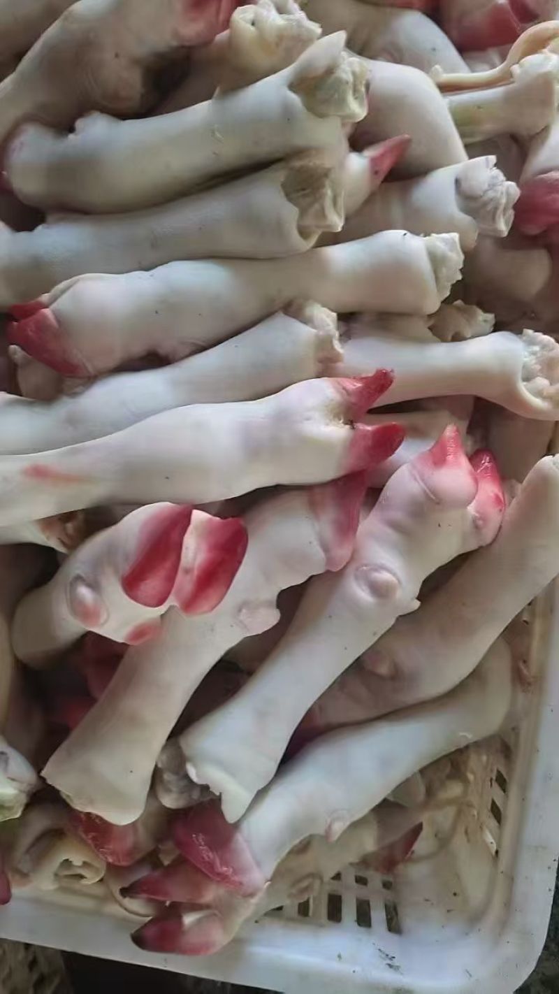 羊蹄