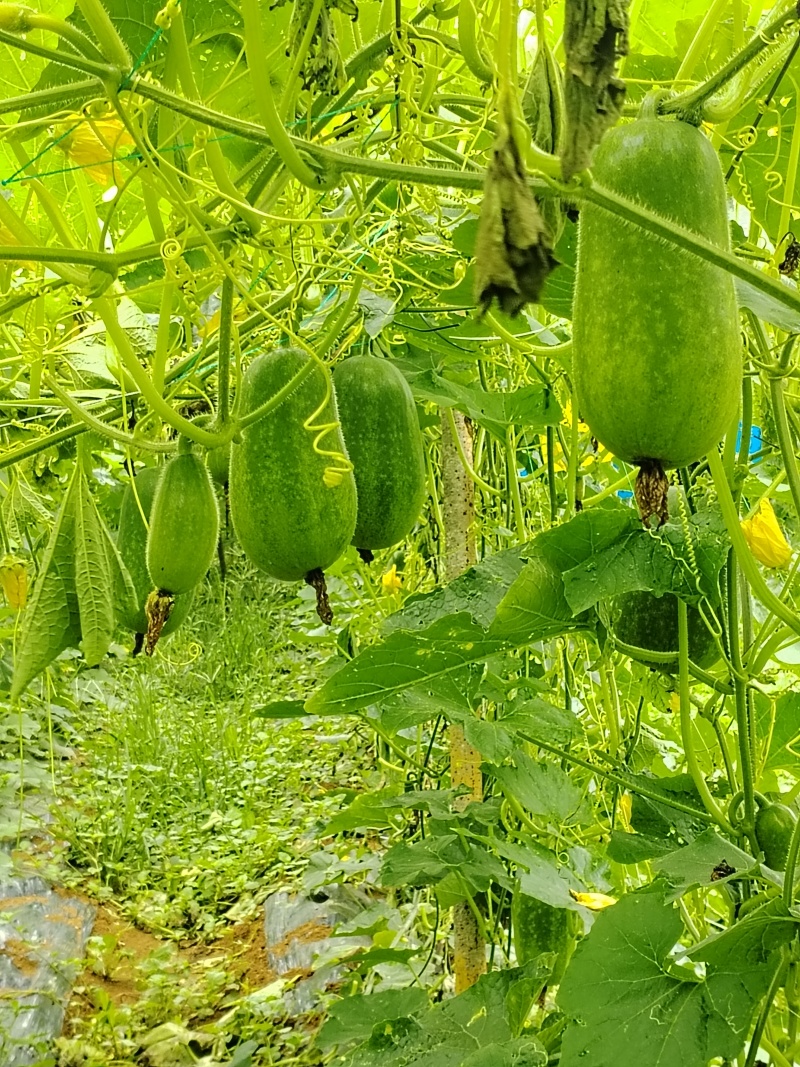菜瓜单果3-6斤，香芋味