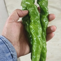 螺丝椒单个2两左右，长度25-30厘米