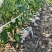 鲜辣椒15至20公分