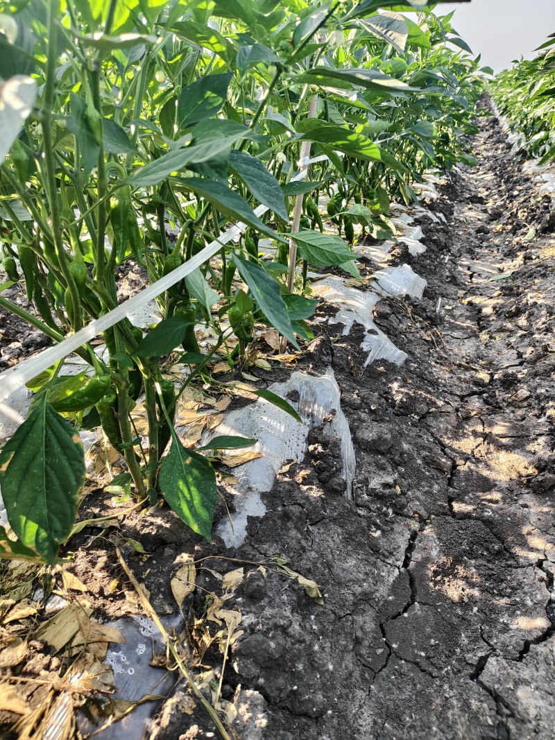 鲜辣椒15至20公分