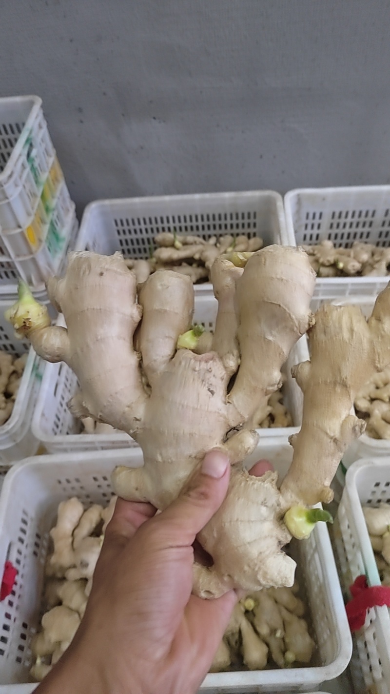 生姜风干生姜