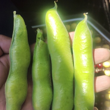 蚕豆带壳