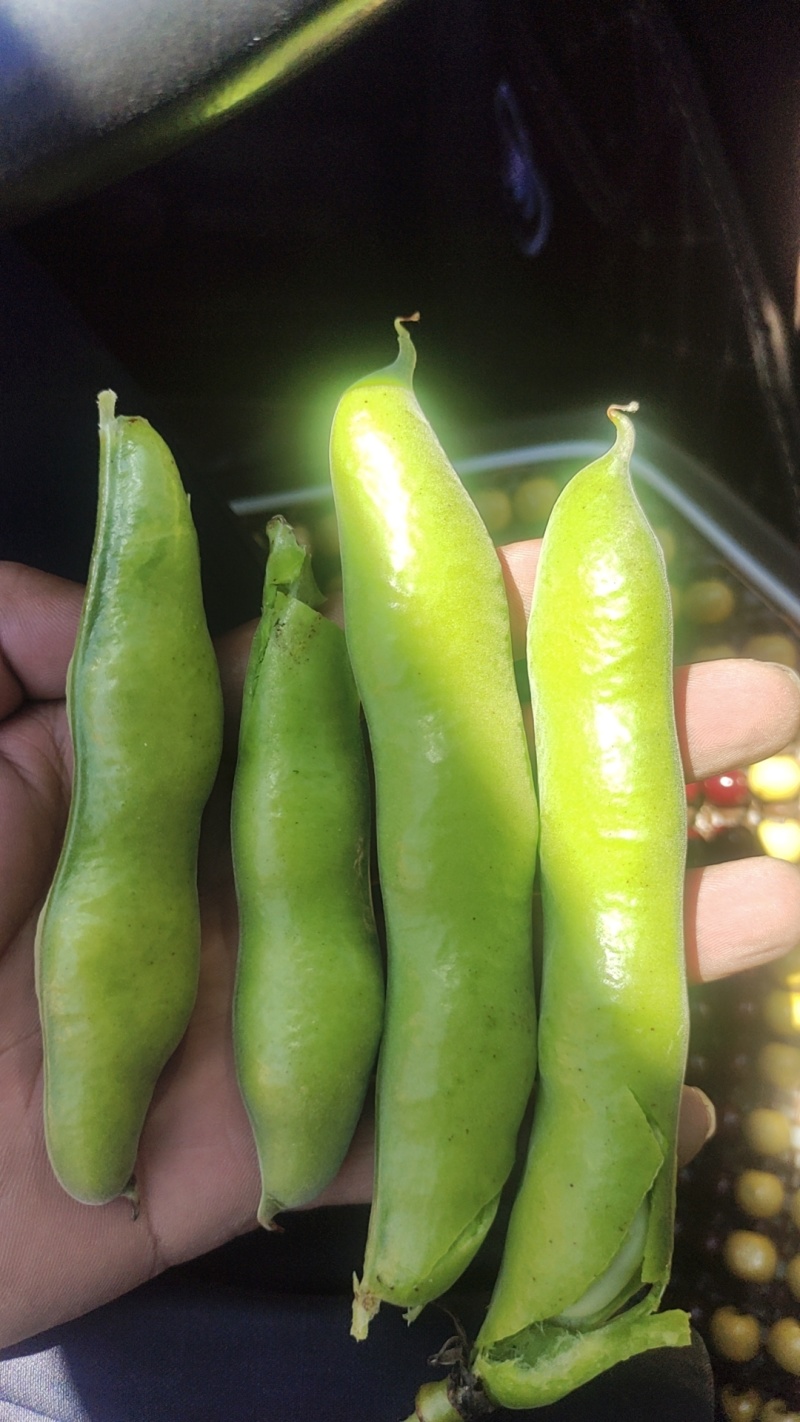 蚕豆带壳
