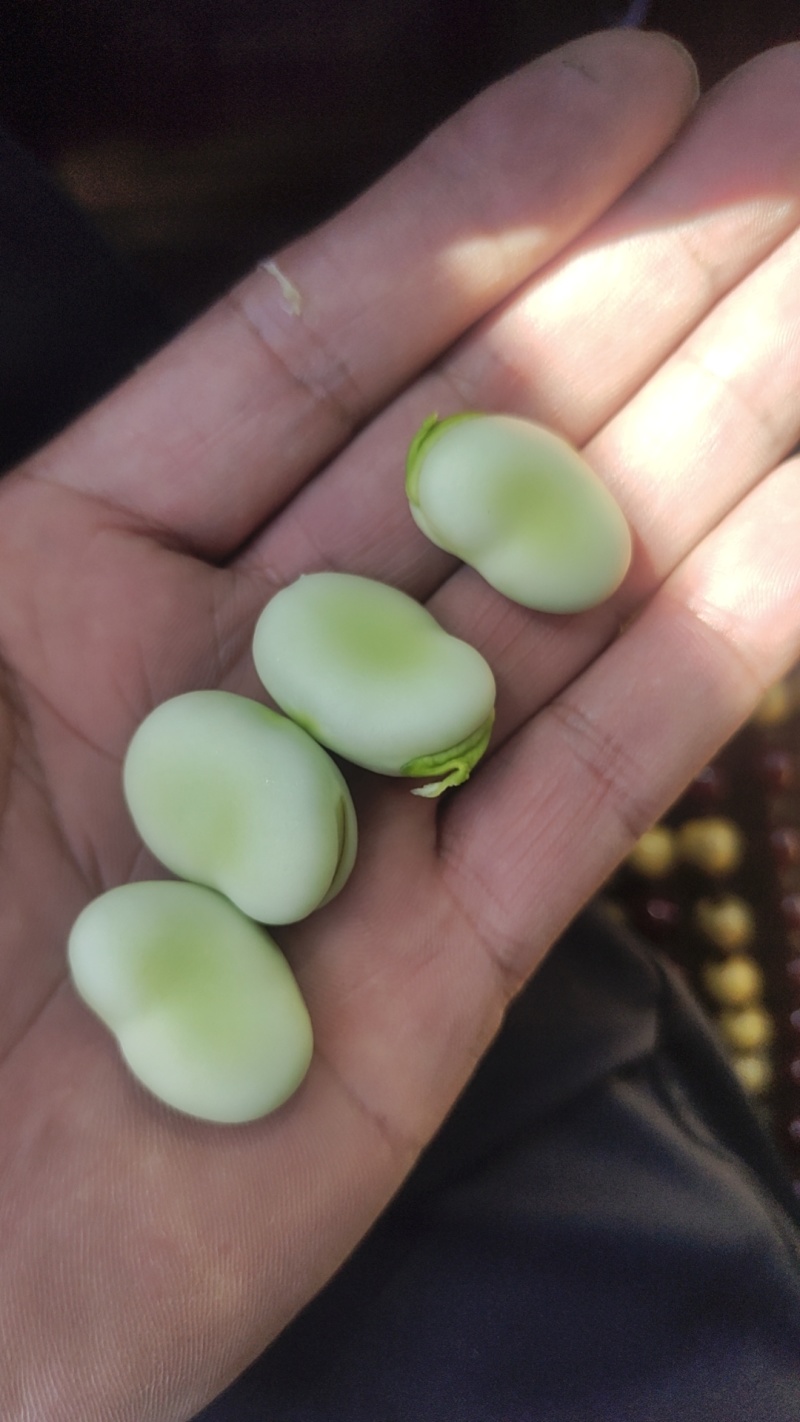 蚕豆带壳