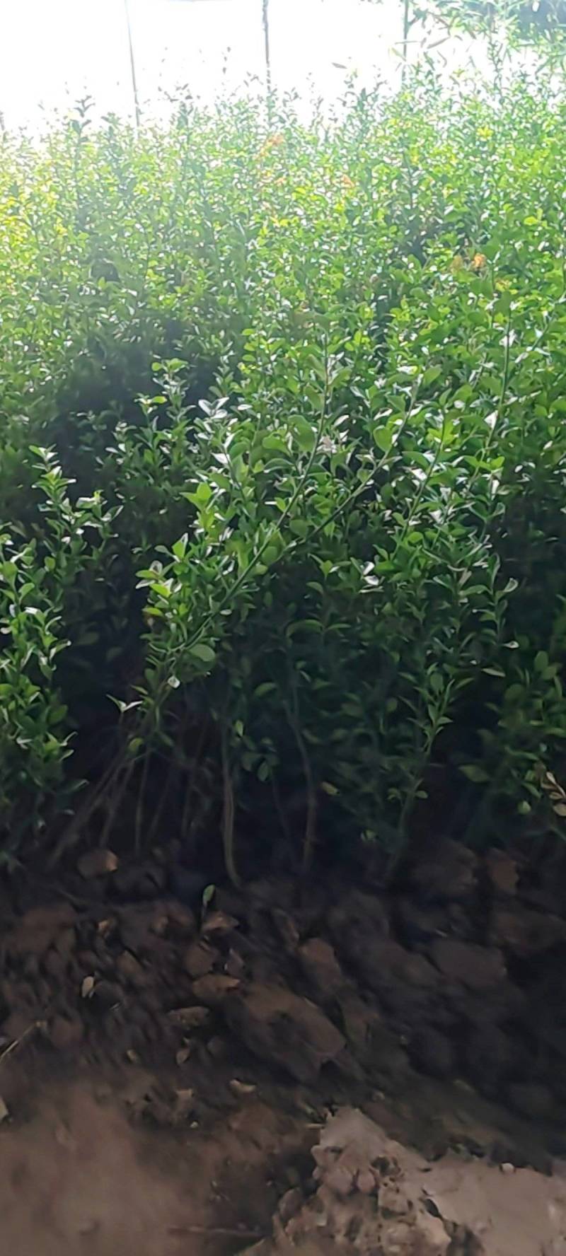 黄杨苗