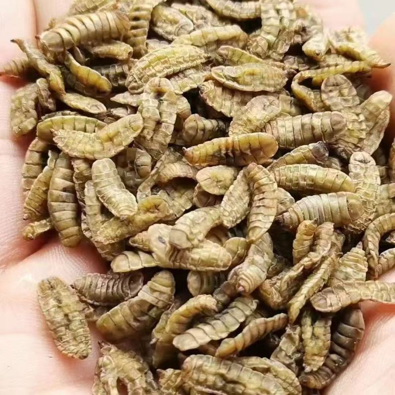 黑水虻干虫