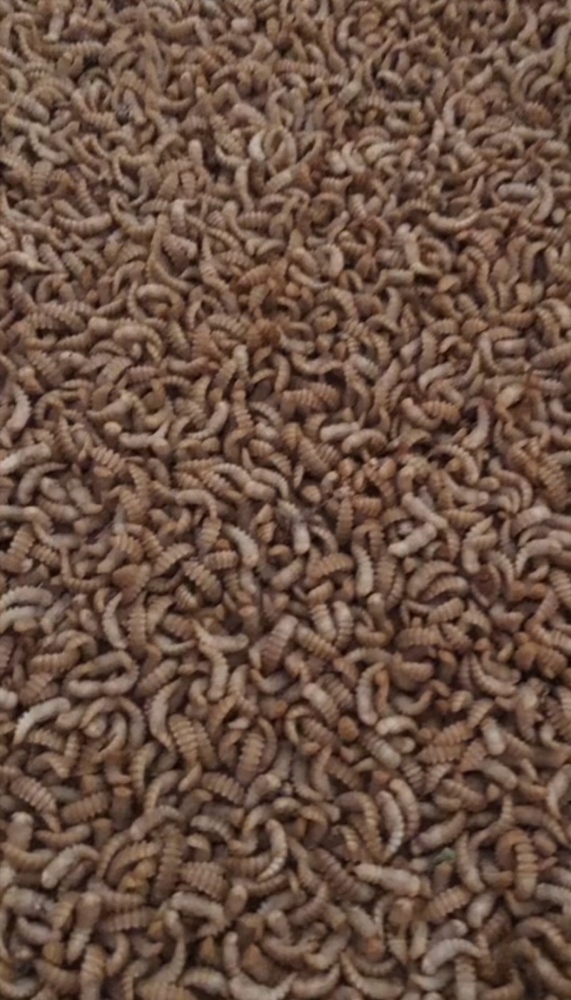 黑水虻干虫