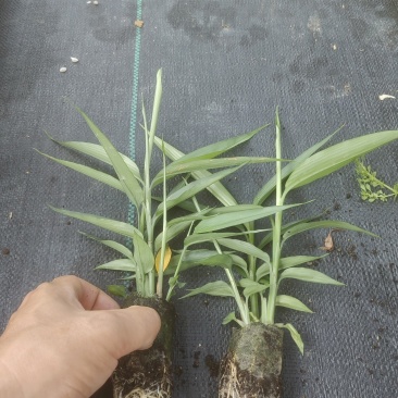 益智仁苗15-20厘米