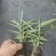 益智仁苗15-20厘米