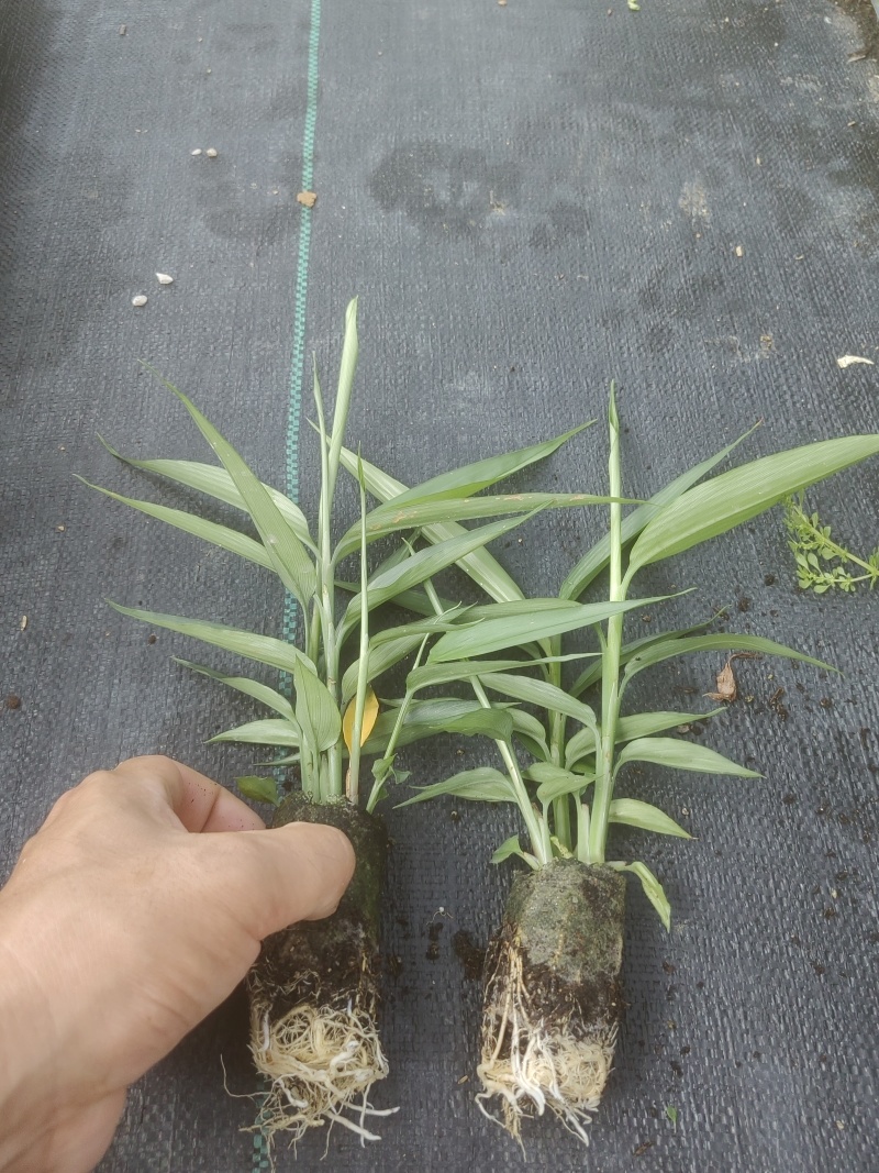 益智仁苗15-20厘米