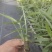 益智仁苗15-20厘米