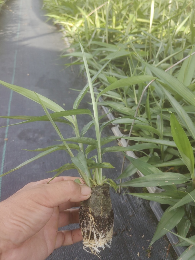 益智仁苗15-20厘米