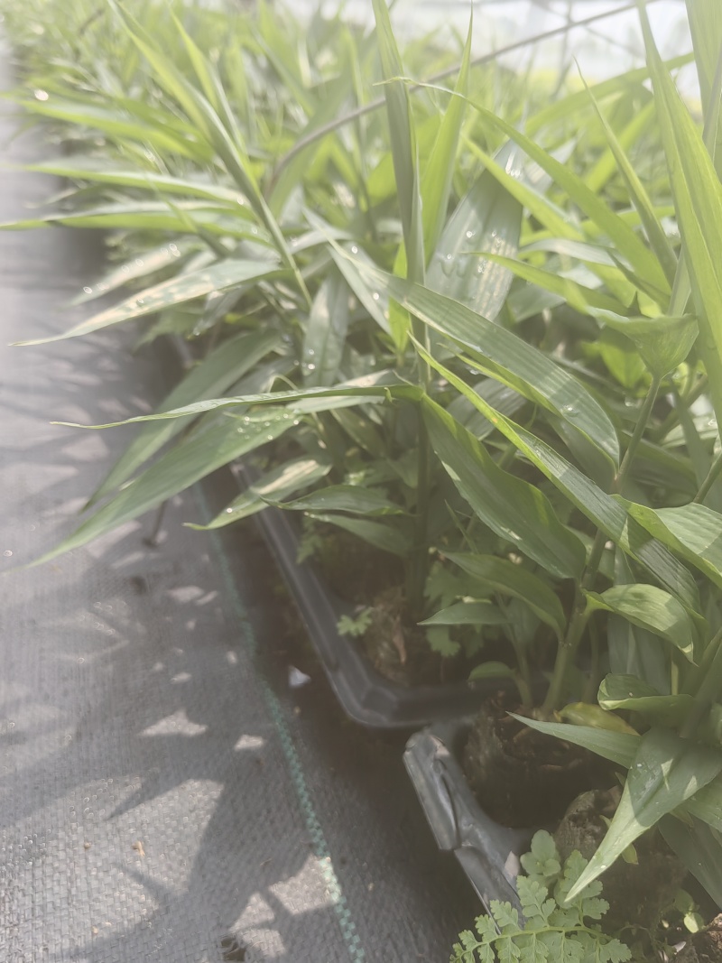 益智仁苗15-20厘米