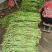 豆角一捆10斤左右