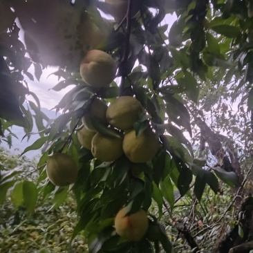 黄桃
