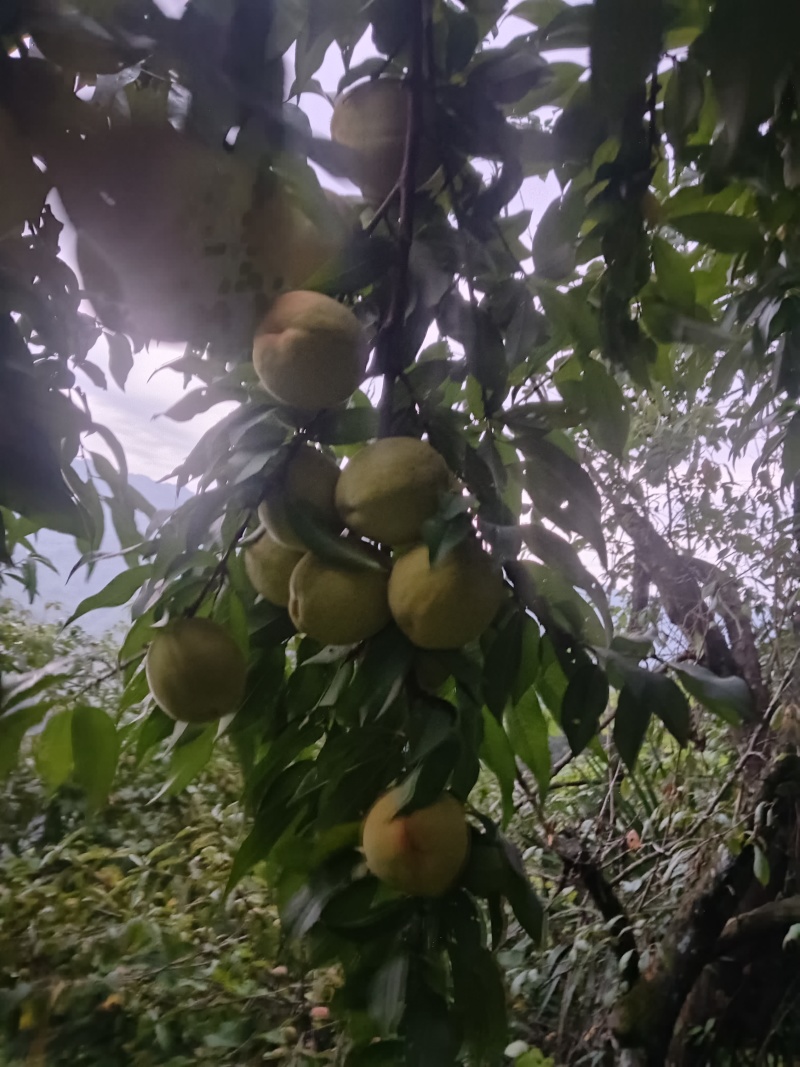 黄桃