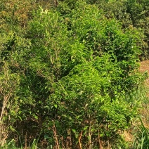 工夫红茶古树夏茶一芽两叶/一芽三叶