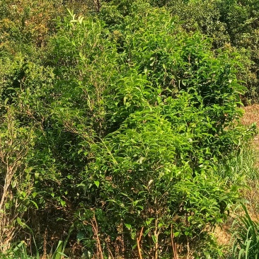 工夫红茶古树夏茶一芽两叶/一芽三叶