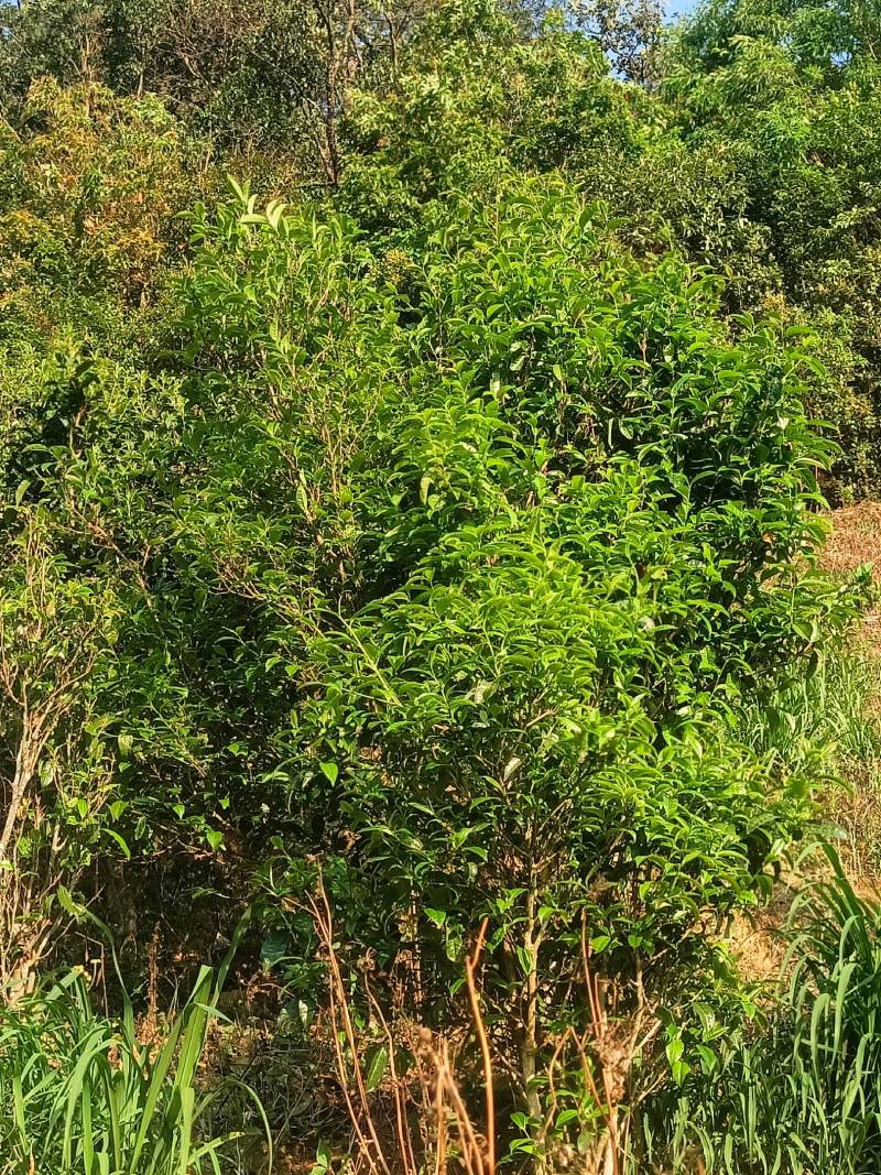 工夫红茶古树夏茶一芽两叶/一芽三叶