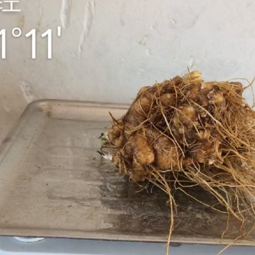 白术新鲜货