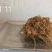 白术新鲜货