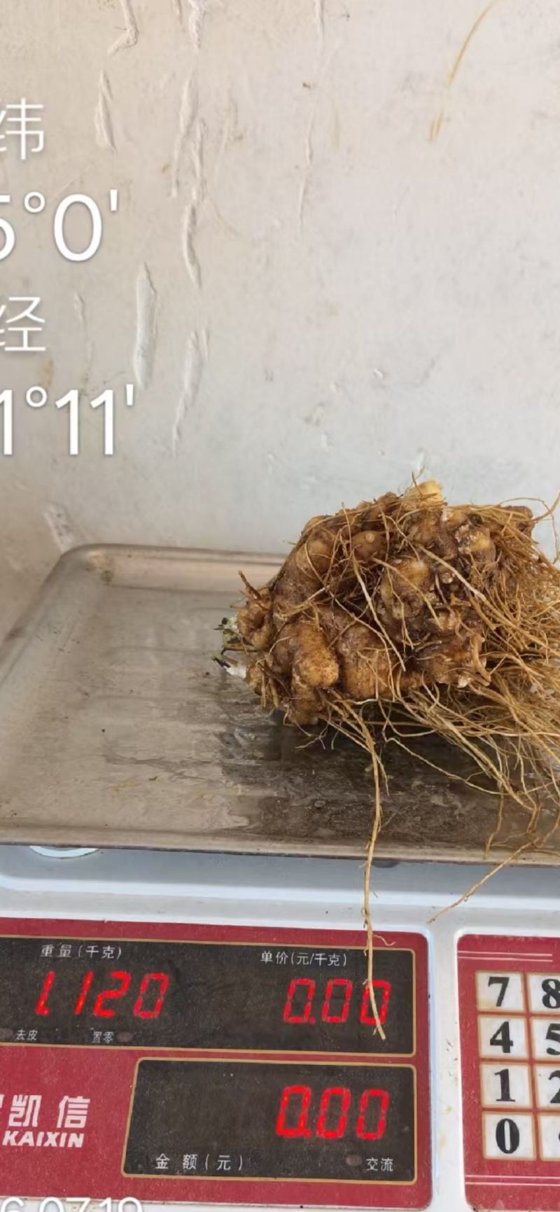 白术新鲜货