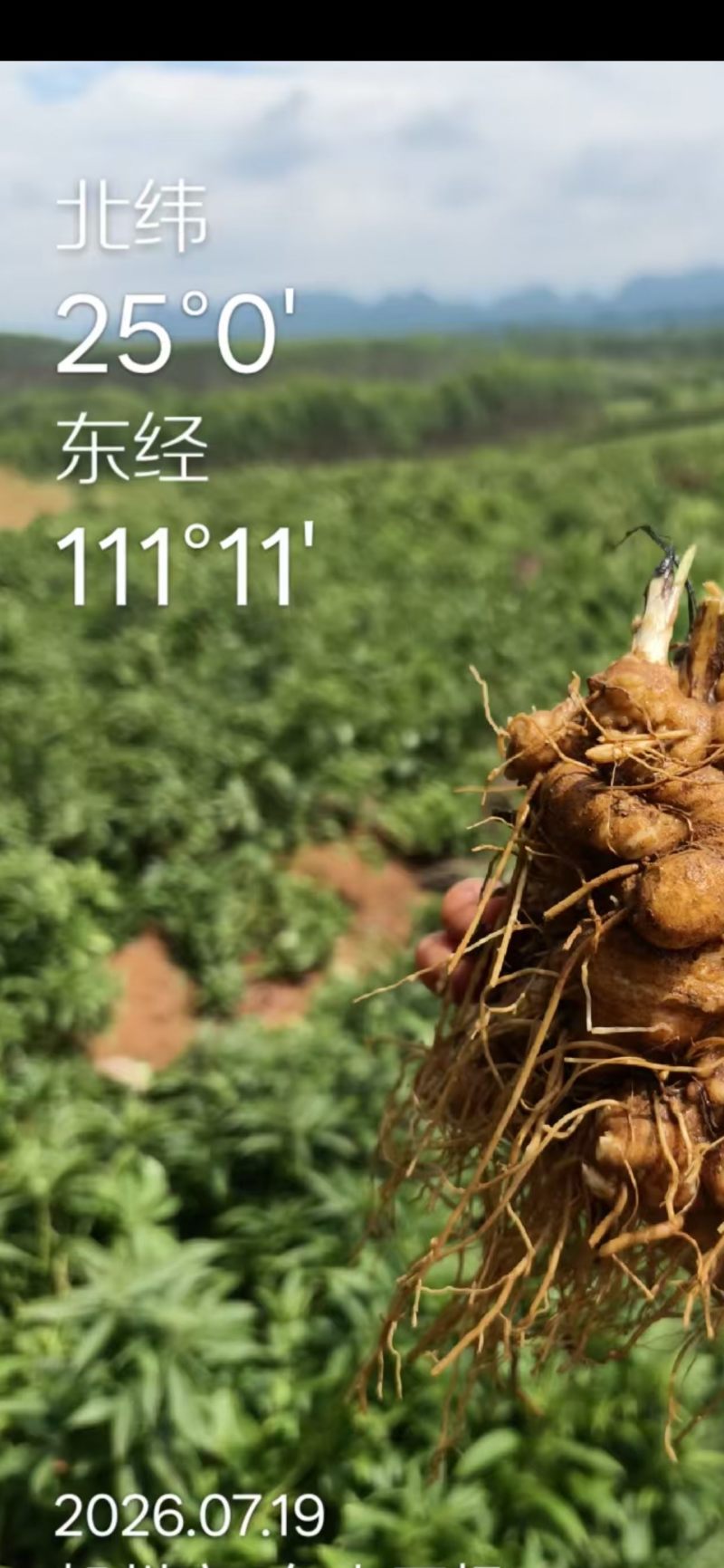 白术新鲜货
