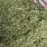柠檬马鞭草純叶