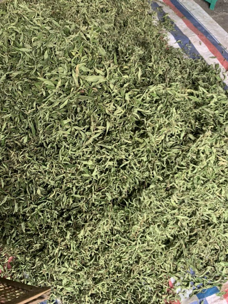 柠檬马鞭草純叶