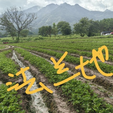 草莓苗裸根苗，10-15公分高