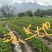 草莓苗裸根苗，10-15公分高