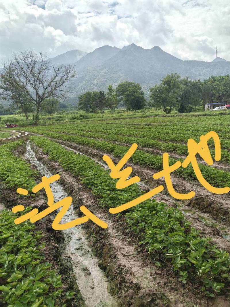 草莓苗裸根苗，10-15公分高