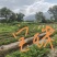 草莓苗裸根苗，10-15公分高