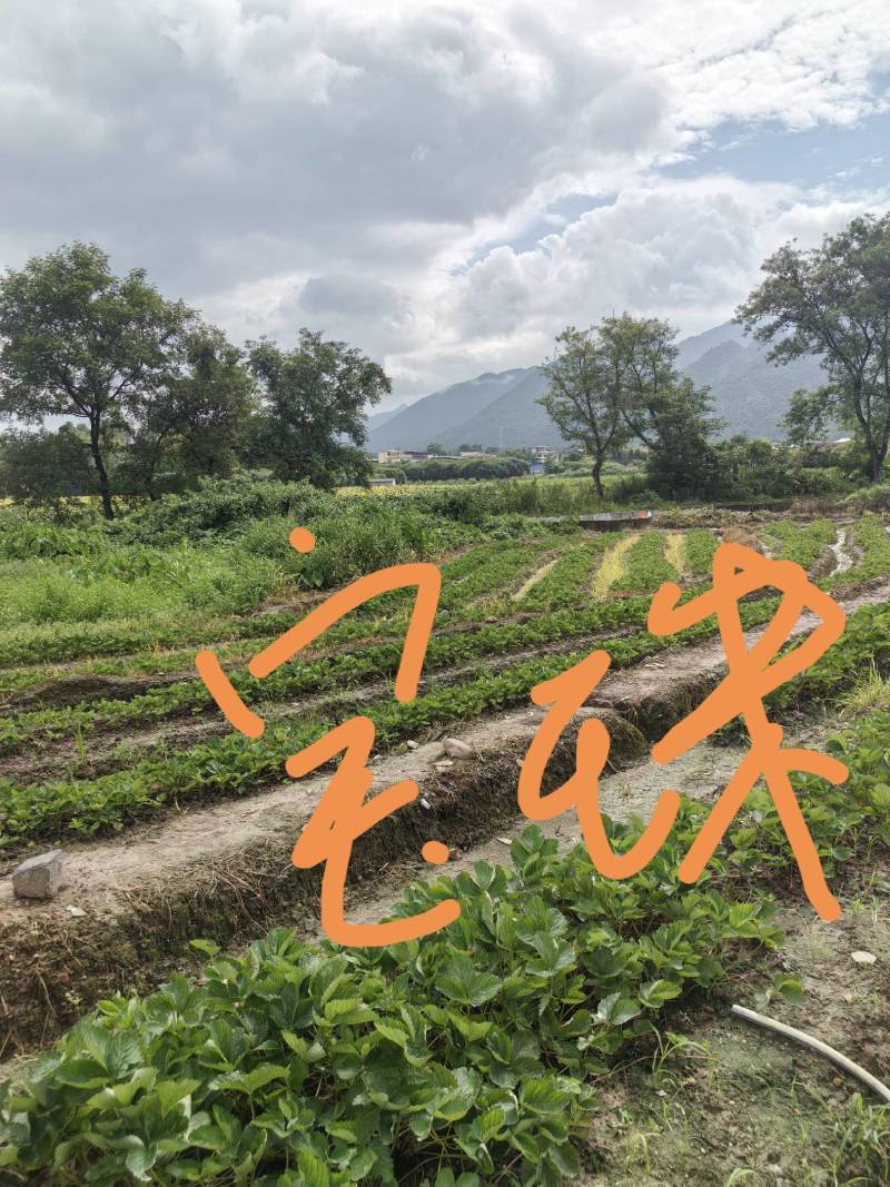 草莓苗裸根苗，10-15公分高